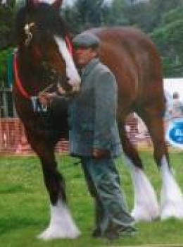 beamish the shire horse